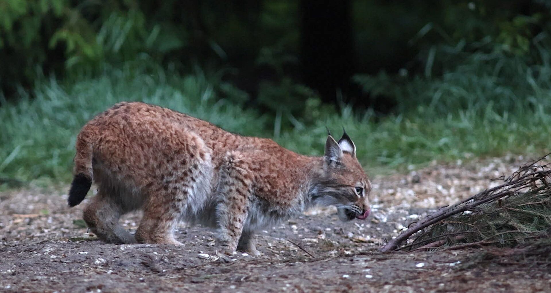 Loodus tuleb kinno kätte - Kuulutaja