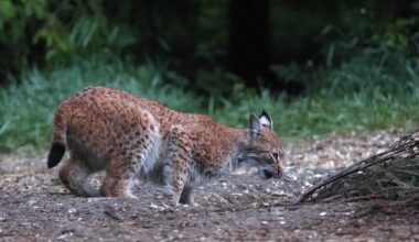 Loodus tuleb kinno kätte - Kuulutaja