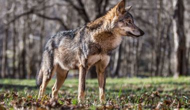 Pool suside küttimismahust on täidetud