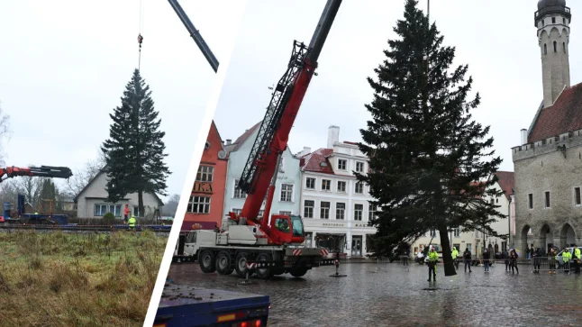 GALERII JA VIDEO | Raekoja platsi ehib Kohila pere õuepuu: „Kuusest on kahju, aga meel on rõõmus.“