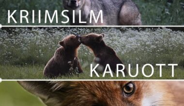 Kinodes saab näha Eesti metsaelust filmi