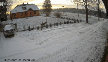 Eesti piiri äärses külas jäi kaamerasse hundikari, kes tuli koertega tutvuma