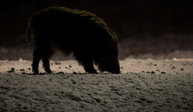 Seakatk möllab: puutumata on veel vaid Hiiumaa ja Harjumaa