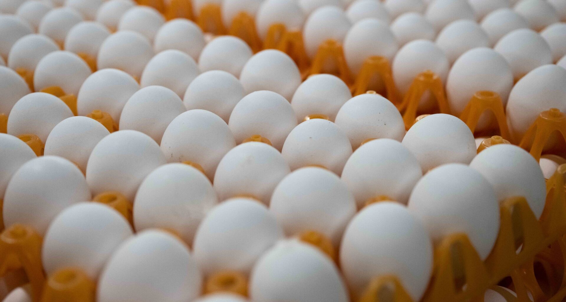 Maaelukomisjon arutas Eesti Põllumajandus-Kaubanduskoja pöördumist valitsuse ja maaelukomisjoni poole