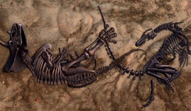 T-rexi skelett kuulus hoopis teisele loomale - see muudab arusaama sauruste kuningast