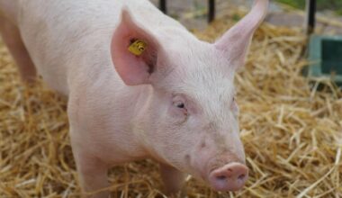 Katkus kodusea jäänused visati Võrumaal metsaserva vedelema