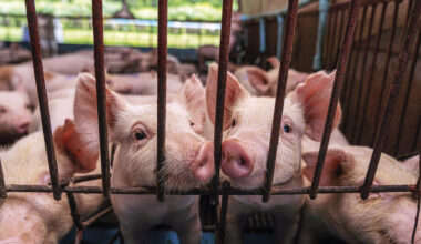 Hispaanias tuvastati viimase 30 aasta suurim seakatkupuhang