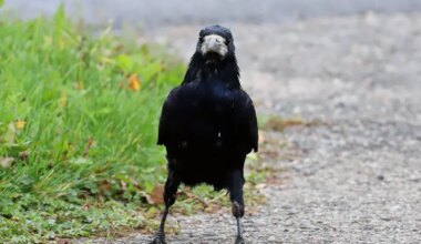 Kortermaja sai loa lõhkuda pargist nende akende alla kolinud vareste pesad
