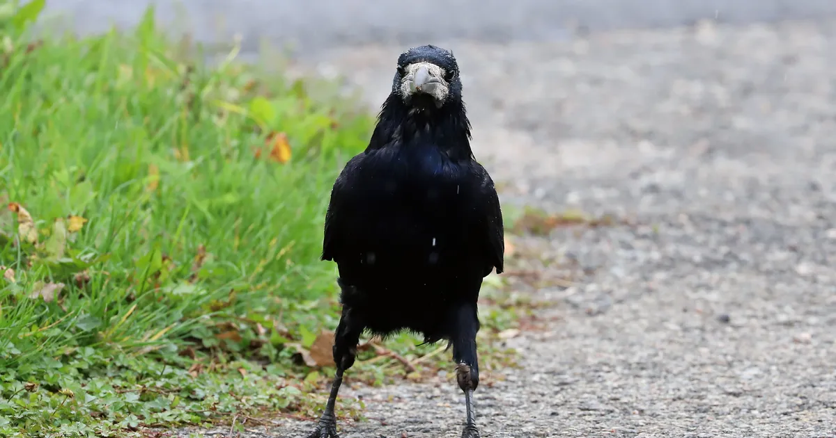 Kortermaja sai loa lõhkuda pargist nende akende alla kolinud vareste pesad