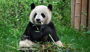 Looduskaitsealadel saavad loomad hästi järgida loomulikku päevaplaani | Keskkond