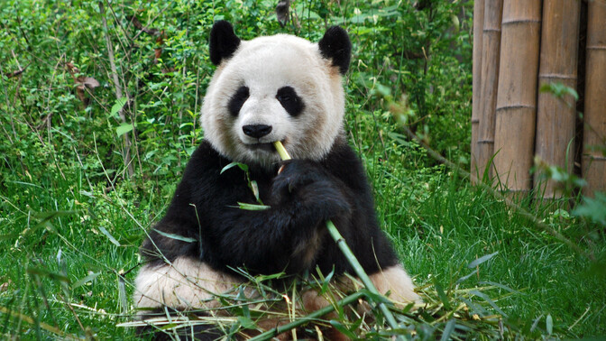 Looduskaitsealadel saavad loomad hästi järgida loomulikku päevaplaani | Keskkond