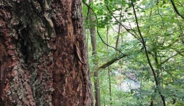 LULUCF-i kliimaeesmärgid ajasid ministeeriumi kaheks | Eesti