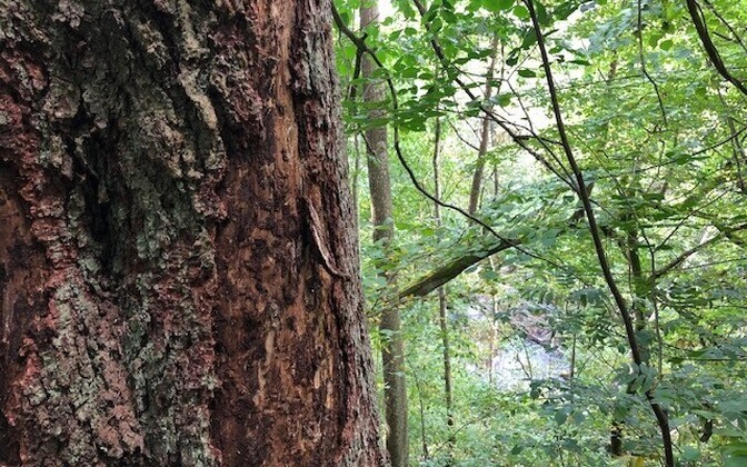 LULUCF-i kliimaeesmärgid ajasid ministeeriumi kaheks | Eesti