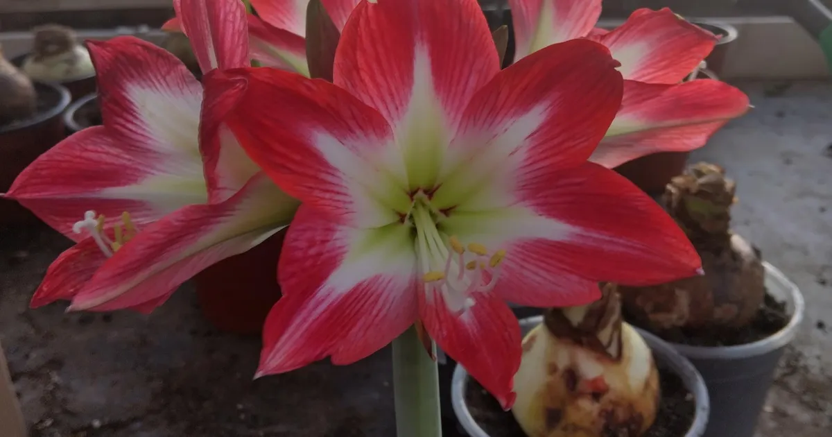 Jõuluaja lemmiklill – ratsuritäht