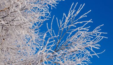 KUUPROGNOOS ⟩ Krõbedamat külma on oodata detsembri teises pooles - Ilmajaam