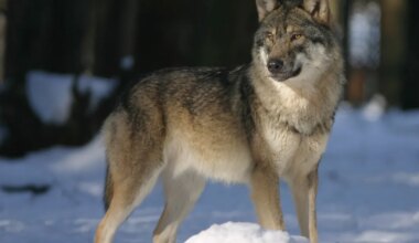Järvamaal võib küttida senisest rohkem hunte - Järva Teataja
