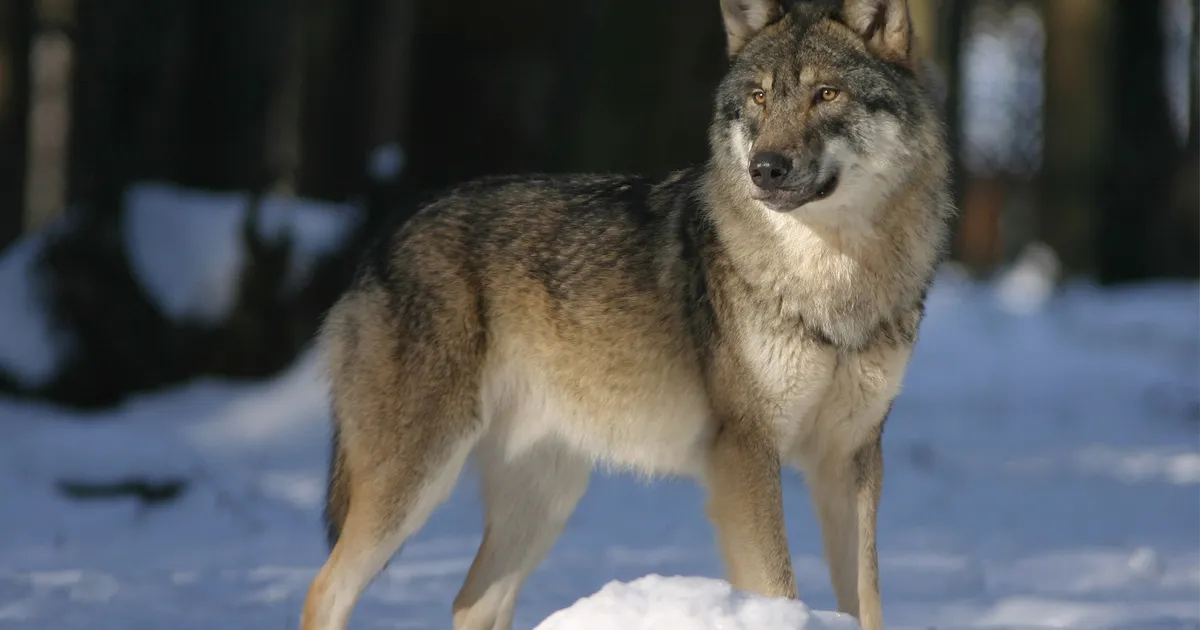 Järvamaal võib küttida senisest rohkem hunte - Järva Teataja