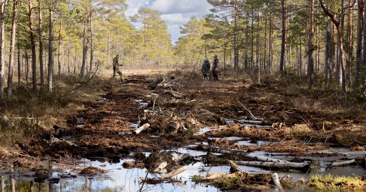 Kohus pani Kikeperas kraavide sulgemise pausile