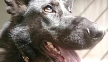 TOP20 ⟩ Võru tänavalt päästetud koera kiipi kontrollides selgus midagi väga ootamatut