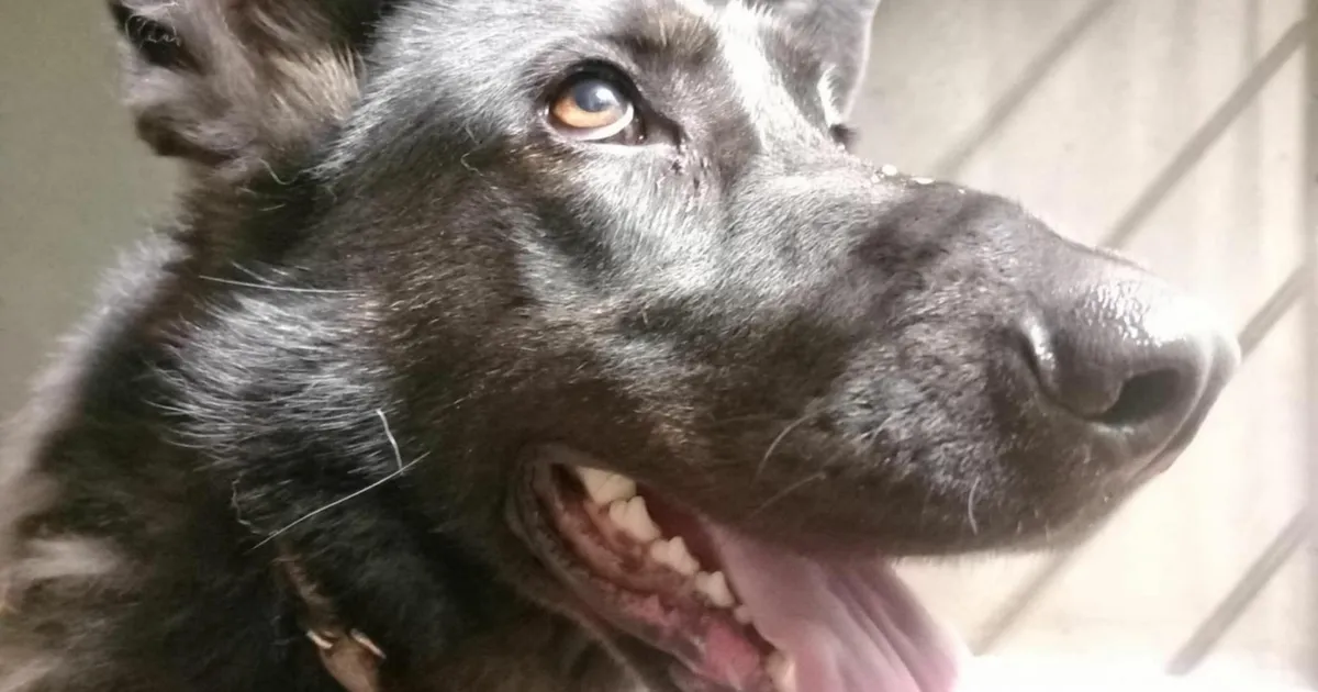 TOP20 ⟩ Võru tänavalt päästetud koera kiipi kontrollides selgus midagi väga ootamatut