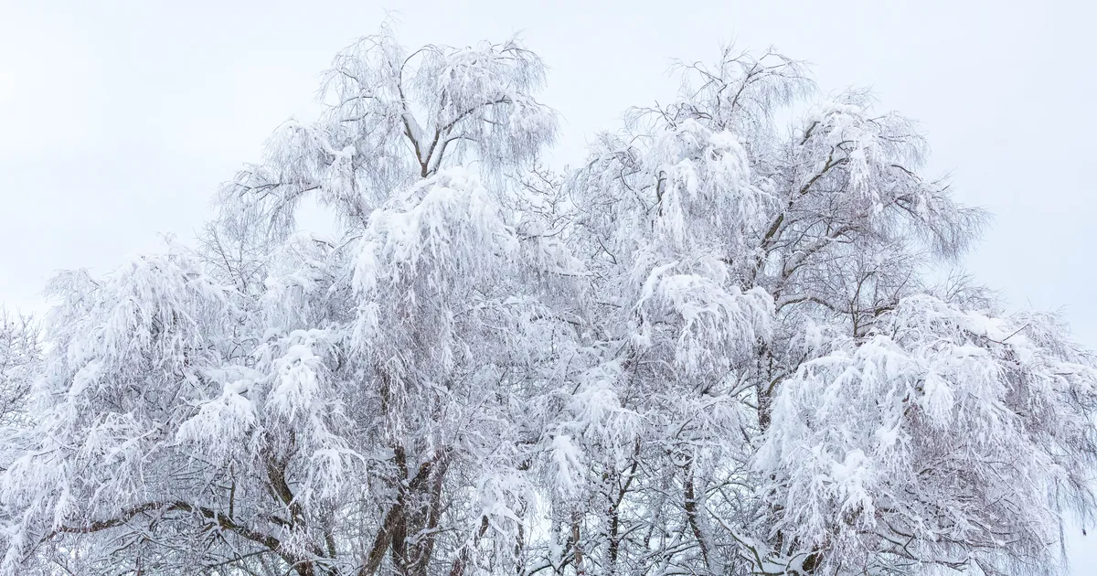 Kaalud peaksid unistustest maa peale tagasi tulema, Skorpionil tuleb end distsiplineerida