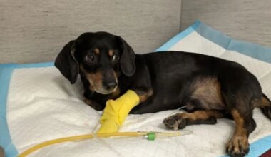 perenaine koomas, tema koer võitleb kliinikus elu eest