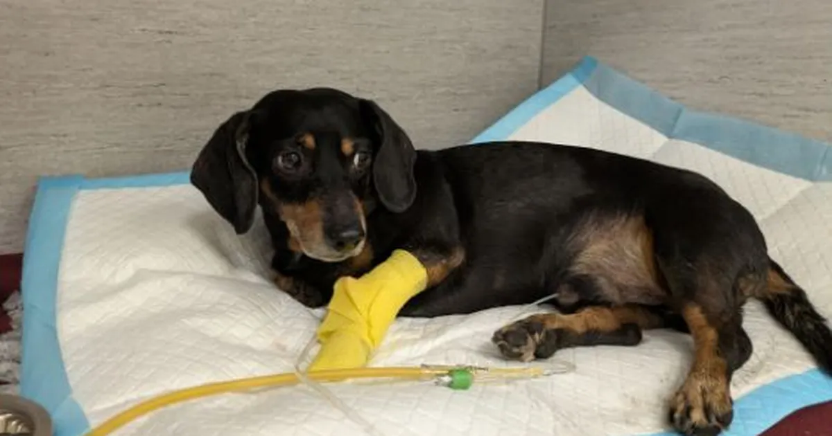 perenaine koomas, tema koer võitleb kliinikus elu eest