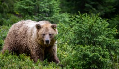 maja alla oli elama kolinud hiiglaslik karu