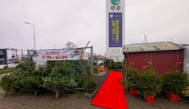 OH, KUUSEPUU! ⟩ Kui palju jõulupuud sel aastal maksavad? - Elu24