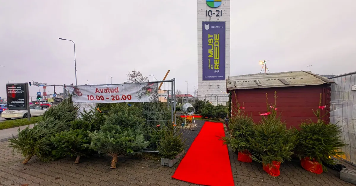 OH, KUUSEPUU! ⟩ Kui palju jõulupuud sel aastal maksavad? - Elu24