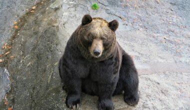 KOP-KOP, KES SEAL ON? ⟩ Jaapanis ründas karu avalikku tualetti kasutanud meest