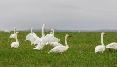 Lindude gripp levib jõudsalt