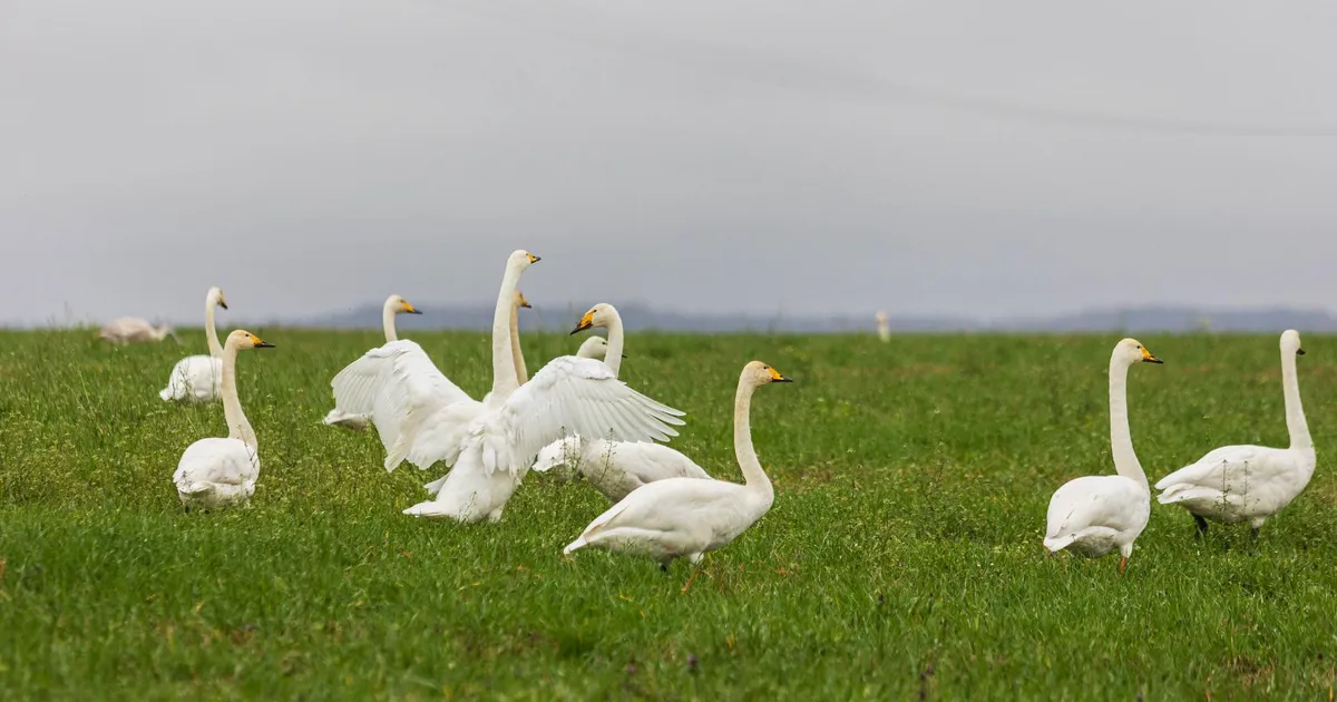 Lindude gripp levib jõudsalt