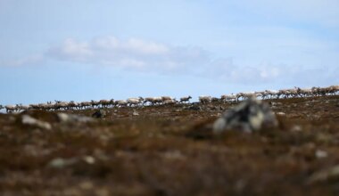 Norra kurjategijates on tärganud huvi ilmasõja järel loodusesse jäetud laskemoona vastu