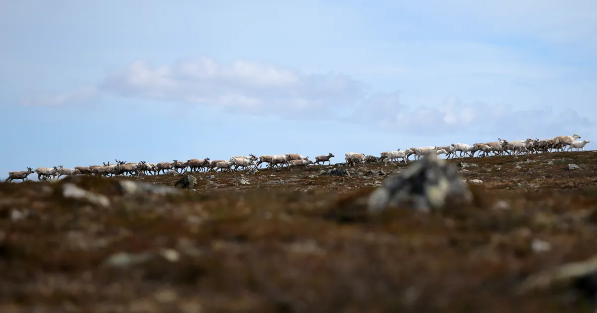 Norra kurjategijates on tärganud huvi ilmasõja järel loodusesse jäetud laskemoona vastu