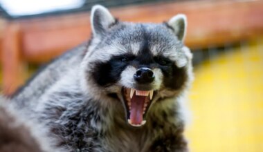 VAATA PILTE ⟩ Purjus pesukaru põhjustas alkopoes täieliku kaose ja jäi tagatipuks tualetti magama