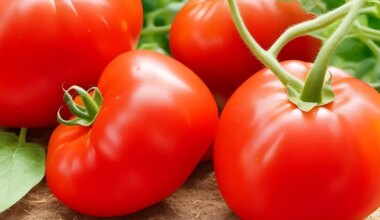 TEADLASTE HOIATUS ⟩ Tomatil võib olla seos raskekujulise haigusega