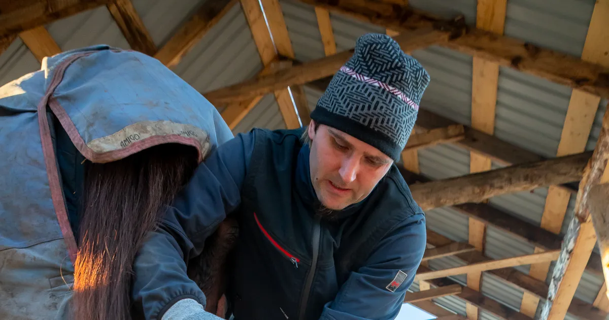 MAA ELU ⟩ Kabjalõikaja Karl Heinla tunneb kõiki hobumaailma saladusi