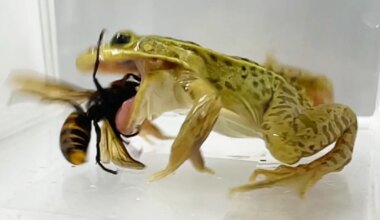 VAATA VIDEOT ⟩ See konn sööb inimesele surmavalt mürgiseid mõrtsukherilasi