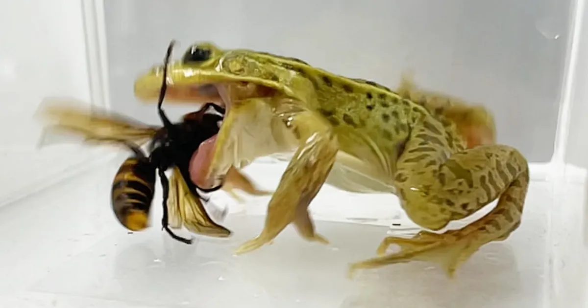 VAATA VIDEOT ⟩ See konn sööb inimesele surmavalt mürgiseid mõrtsukherilasi