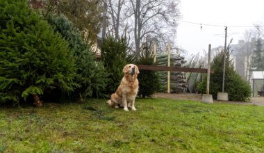 GALERII ⟩ Jõulupuude müüjad: kliendid meelitab kohale värskelt sadanud lumi - Virumaa Teataja