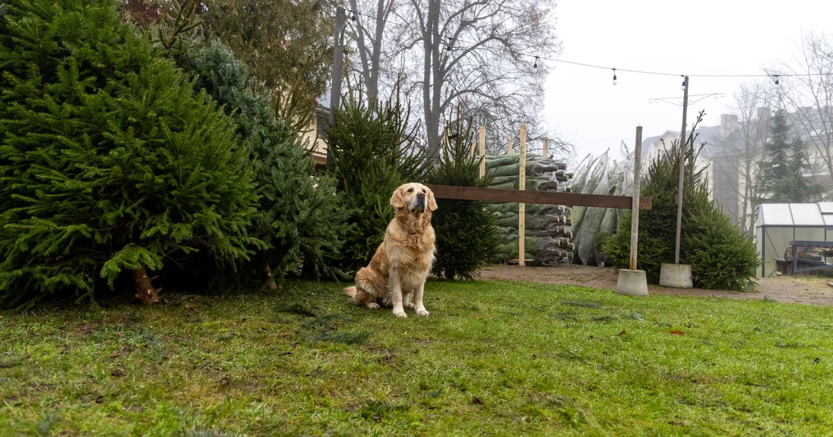 GALERII ⟩ Jõulupuude müüjad: kliendid meelitab kohale värskelt sadanud lumi - Virumaa Teataja