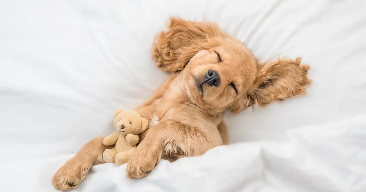 Jäära aitab hea intuitsioon, Kaljukits suudab teisi mõista