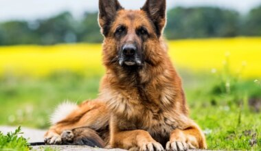 Need viis koeratõugu käituvad kõige rohkem inimeste moodi