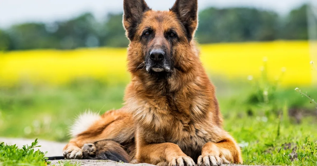 Need viis koeratõugu käituvad kõige rohkem inimeste moodi