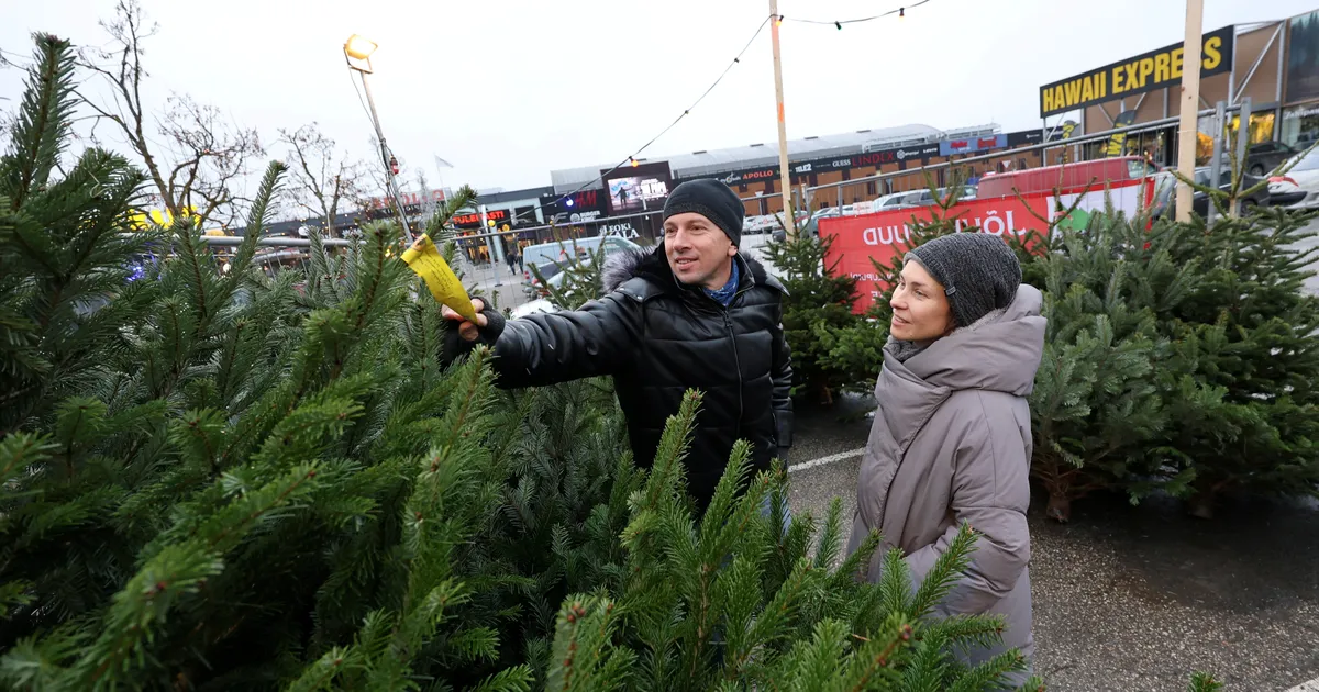 Kuuseäri käib nii kaupluste ees kui metsas - Tartu Postimees
