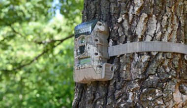 Looduskaitsjate kaamera ette jäi üliharuldane kiskja