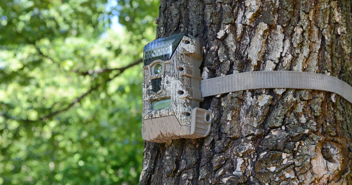 Looduskaitsjate kaamera ette jäi üliharuldane kiskja