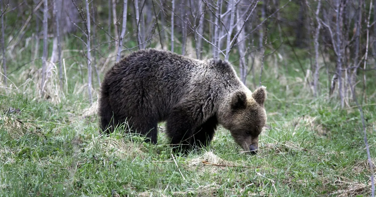 Karude arvu jätkuv kasv on inimestele oht