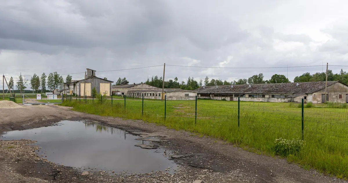 Mulgimaal varises kokku sigala. Hukkunud on vähemalt sada looma